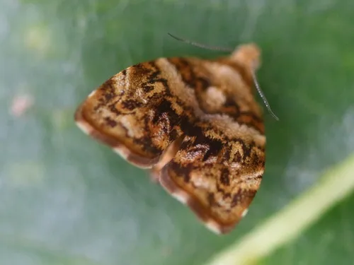 Choreutis ophiosema - photo 5