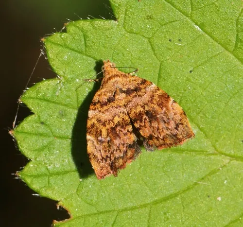 Choreutis ophiosema - photo 6