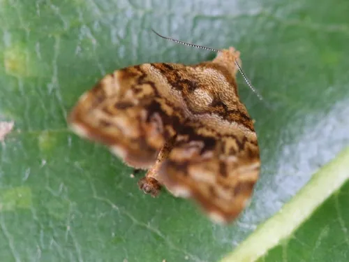 Choreutis ophiosema - photo 7