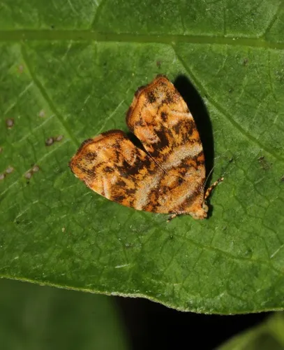 Choreutis ophiosema - photo 8