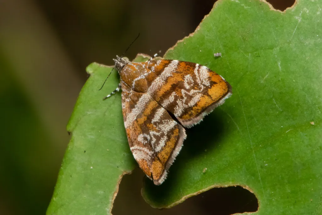 Choreutis orthogona - photo 2