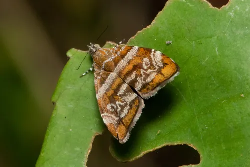 Choreutis orthogona - photo 4