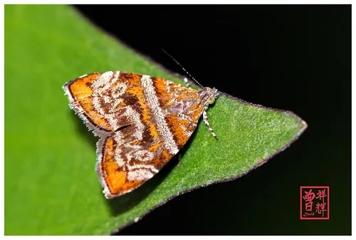 Choreutis orthogona - photo 5