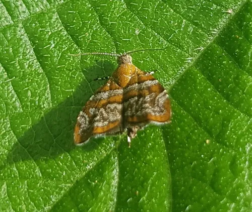 Choreutis orthogona - photo 6