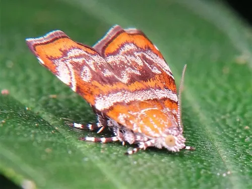 Choreutis orthogona - photo 7
