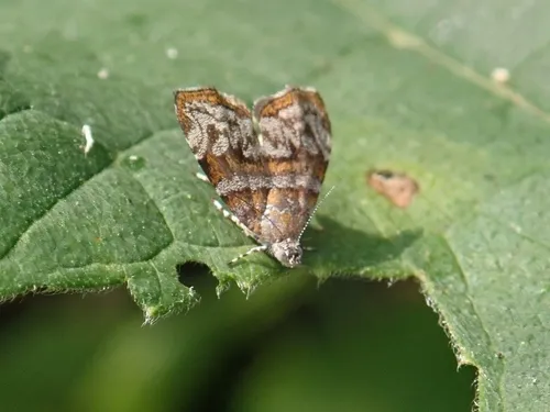Choreutis orthogona - photo 8