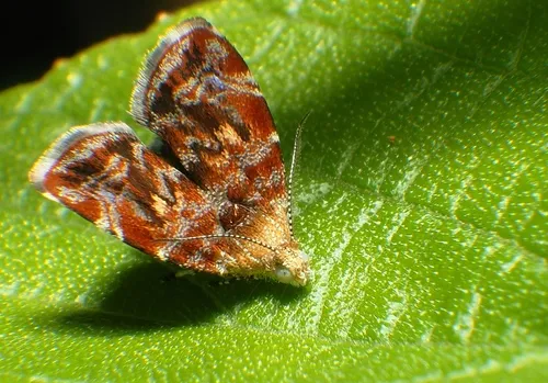 Banyan leaf skeletonizer - Hodges#2652.01