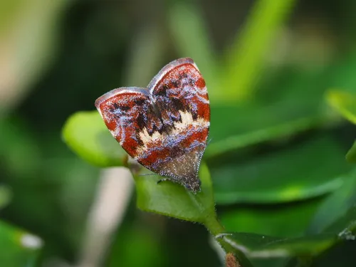 Banyan leaf skeletonizer - Hodges#2652.01 - photo 5