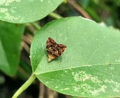 Banyan leaf skeletonizer - Hodges#2652.01 - photo 7