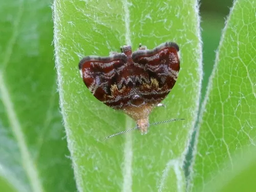 Banyan leaf skeletonizer - Hodges#2652.01 - photo 8