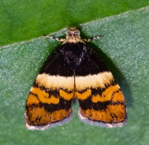 Choreutis xanthogramma