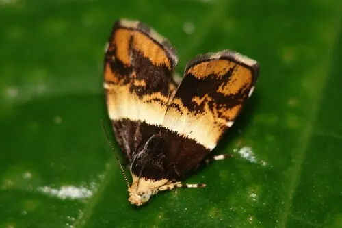 Choreutis xanthogramma - photo 4