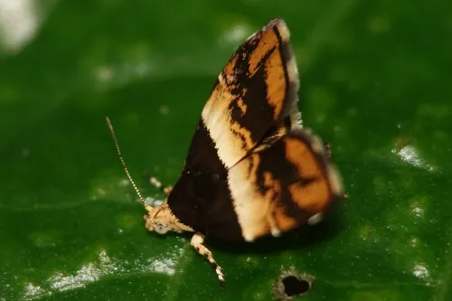 Choreutis xanthogramma - photo 5
