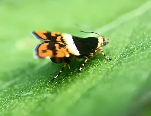 Choreutis xanthogramma - photo 6