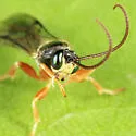 Chorinaeus aequalis - photo 2