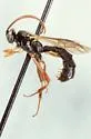 Chorinaeus longicalcar