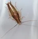 Chorisoneura parishi