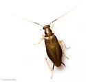 Chorisoneura parishi - photo 2