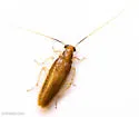 Chorisoneura parishi - photo 3