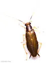 Chorisoneura parishi - photo 4