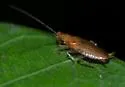Chorisoneura parishi - photo 5
