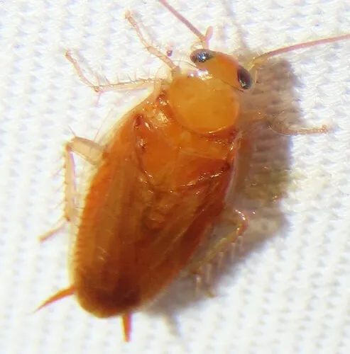 Small Yellow Texas Cockroach - photo 3