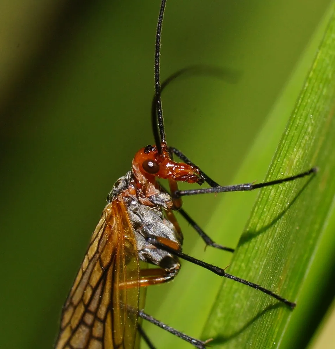 Choristidae - photo 3