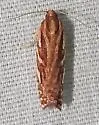 Choristoneura argentifasciata - Hodges#3635.1