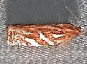 Choristoneura argentifasciata - Hodges#3635.1 - photo 2