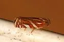 Choristoneura argentifasciata - Hodges#3635.1 - photo 3