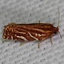 Choristoneura argentifasciata - Hodges#3635.1 - photo 4
