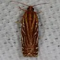 Choristoneura argentifasciata - Hodges#3635.1 - photo 5