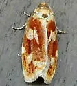 Choristoneura carnana - Hodges#3645