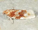 Choristoneura carnana - Hodges#3645 - photo 2