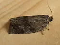 Large Aspen Tortrix - Hodges#3637