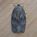Large Aspen Tortrix - Hodges#3637 - photo 2