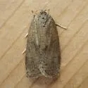 Large Aspen Tortrix - Hodges#3637 - photo 3