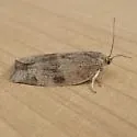 Large Aspen Tortrix - Hodges#3637 - photo 4