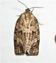 Large Aspen Tortrix - Hodges#3637 - photo 5
