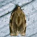 Broken-banded Leafroller - Hodges#3632