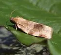 Broken-banded Leafroller - Hodges#3632 - photo 2