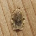 Broken-banded Leafroller - Hodges#3632 - photo 3