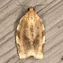 Broken-banded Leafroller - Hodges#3632 - photo 4