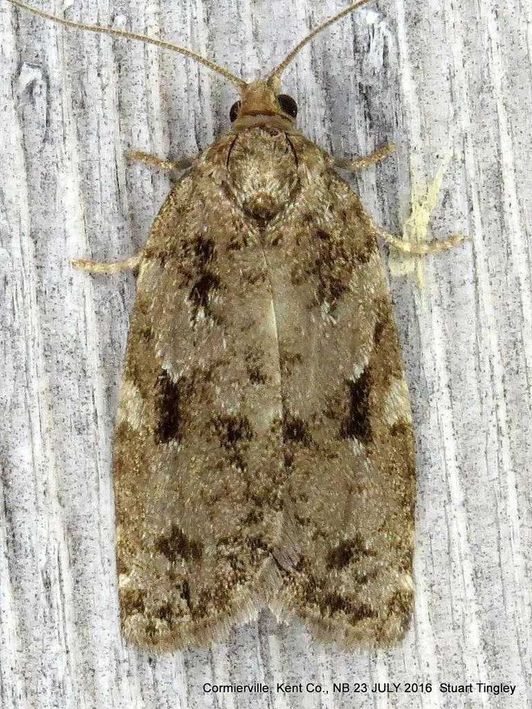 Spruce Budworm Moth - photo 2