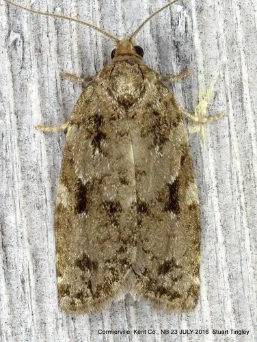 Spruce Budworm Moth - photo 4