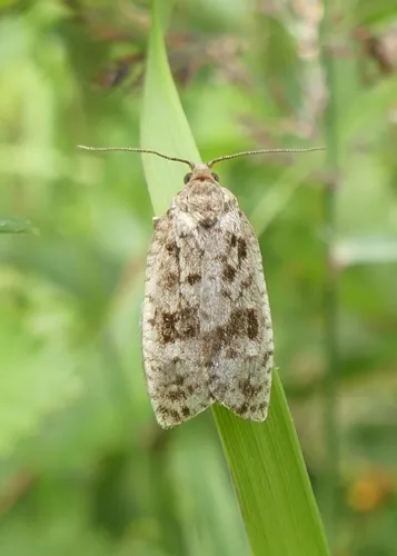 Spruce Budworm Moth - photo 5