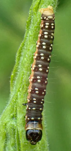 Spruce Budworm Moth - photo 6