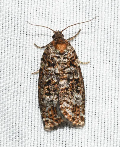 Spruce Budworm Moth - photo 7