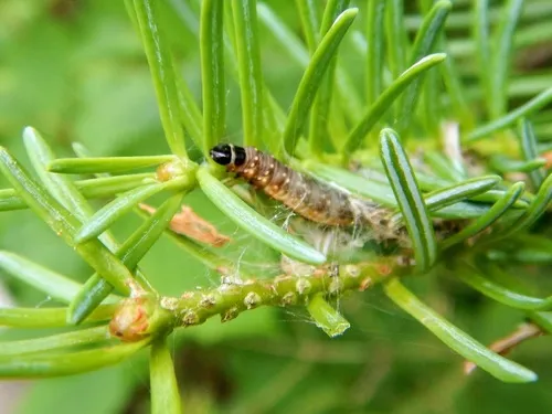 Spruce Budworm Moth - photo 8