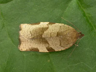 Choristoneura hebenstreitella